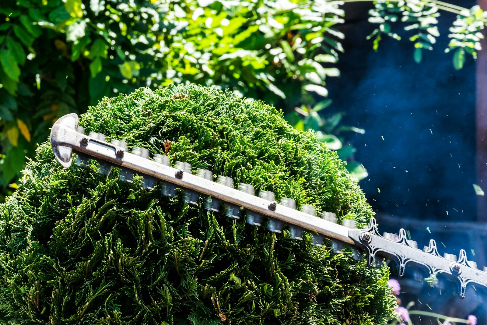 Gardener trimming a long hedge level with a long-reach trimmer