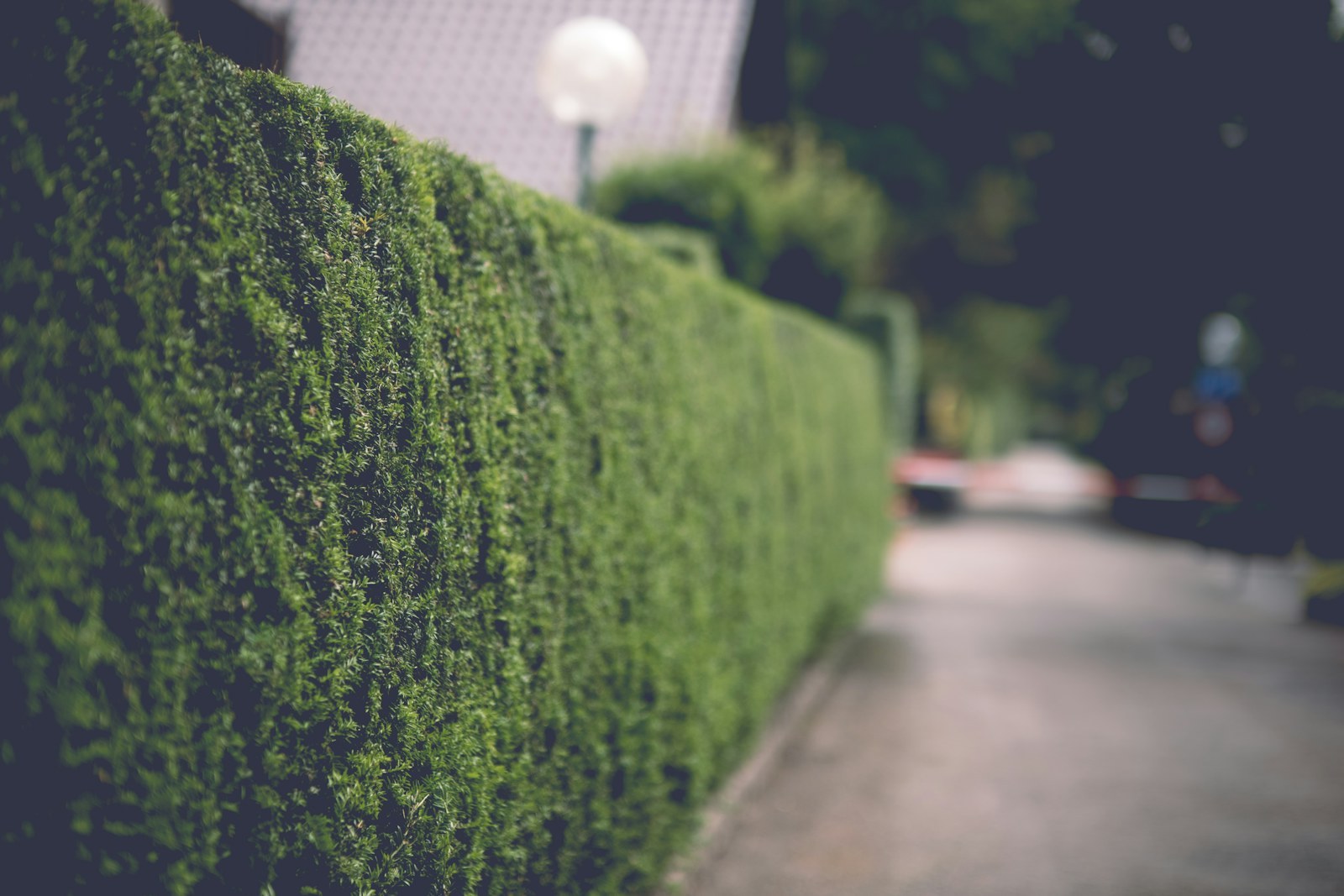 A long hedge trimmed level