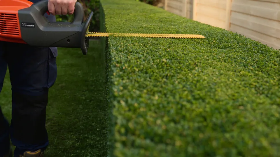 Hedge trimmer cutting a box hedge square