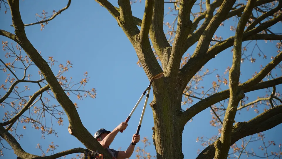 Pruning a tree branch with long-handled loppers